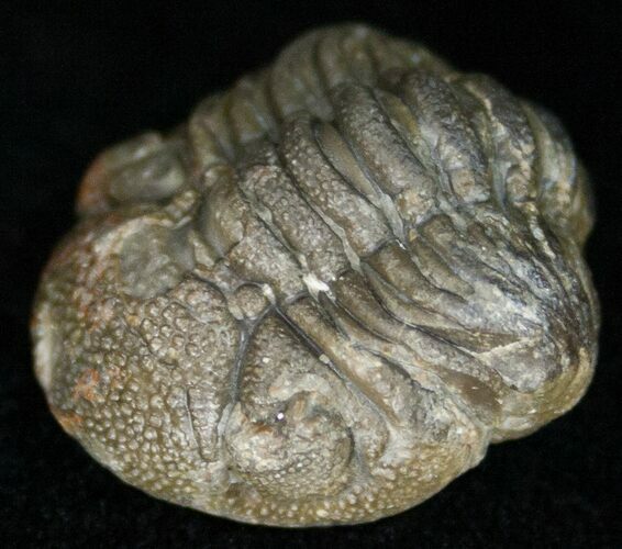Bargain Enrolled Barrandeops (Phacops) Trilobite #11296